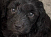F1bb cockerpoo puppies