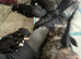 6 Bedlington Terrier X Border Collie puppies