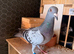 Free racing pigeons