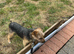 Jack Russell