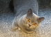 Pedigree British short hair cat 3 -4 year old