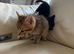 Bengal kittens