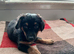2 loving boys still looking for there loving homes