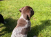German Shorthaired Pointer Puppy - Liver & White Male GSP