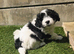 Stunning Lhasapoo Puppies Ready Next Week!