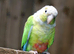 Conures