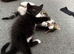 One beautiful kitten left available