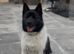 KC Registered American Akita Puppy