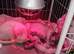 Bambino Sphynx Kittens Ready