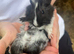 Baby guinea pigs