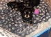 Chihuahua long coat puppies