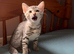 3 adorable Egyptian Mau girls looking for a family