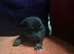 2 beautiful pomchi puppies
