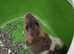 2 girl Baby rats with set up 11 weeks old