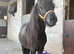SPSBS Shetland Colt 2yo 36”