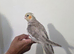 Hand Reared DNA male cockatiel