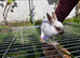 rabbits