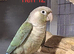 Green cheek conures with dna