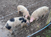 3 FATTENED 11 MONTH OLD GILTS