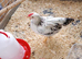 Six week old chickens