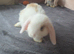 Beautiful baby mini lops