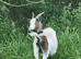 Pygmy nanny goat