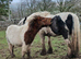 Skewbold standard shetland mare pony