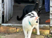 Two cats
