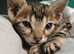 Bengal Kittens For Sale