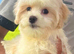 BEAUTIFUL MALTIPOO GIRLS READY TO GO!
