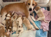 Puppies for sale ready to go 8 weeks old