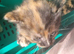 Female Teddy need's a forever home