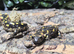 Portuguese Fire Salamanders at Birmingham Reptiles