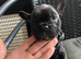 6 frenchie puppies