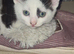 Kittens Ready 15th June