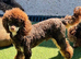 Chocolate Phantom KC Reg Toy Poodle Stud