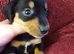 Miniature dachshund puppy's for sale