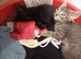 Six kittens