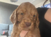 4 Gorgeous Cocker Spaniel puppies (females) - Forever Homes Wanted