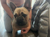 Female fawn French bulldog