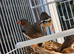 X5 male zebra finches