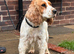 2 year old cocker spaniel girl