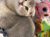 Scottish fold x British shorthair kitten