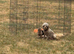 Toy poodls