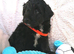 7 Beautiful Jackapoo puppies