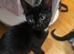 Kittens for Sale (2 months old)