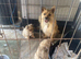 2 Merle  pomchi puppies for sale