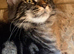 1 Stunning classic tabbie pedigree Mainecoon