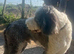 Chad.Wonderful 2 year old Sheepadoodle Seeking New Bestie.