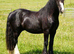 COB  2 year old Filly